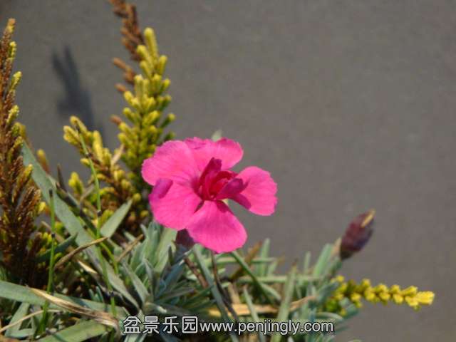 DSC00611.JPG