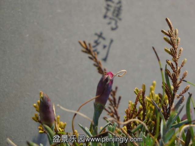 DSC00612.JPG