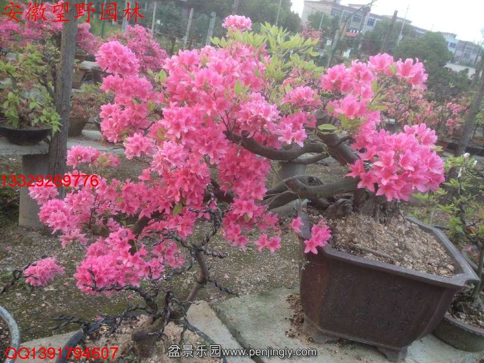8D049EB91C78853A1A08B3C633DA26BD.jpg
