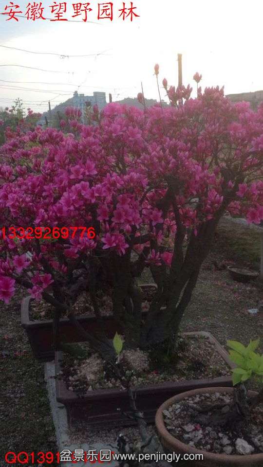 D1DA8CA268F4B7C544E53586818ECEA2.jpg