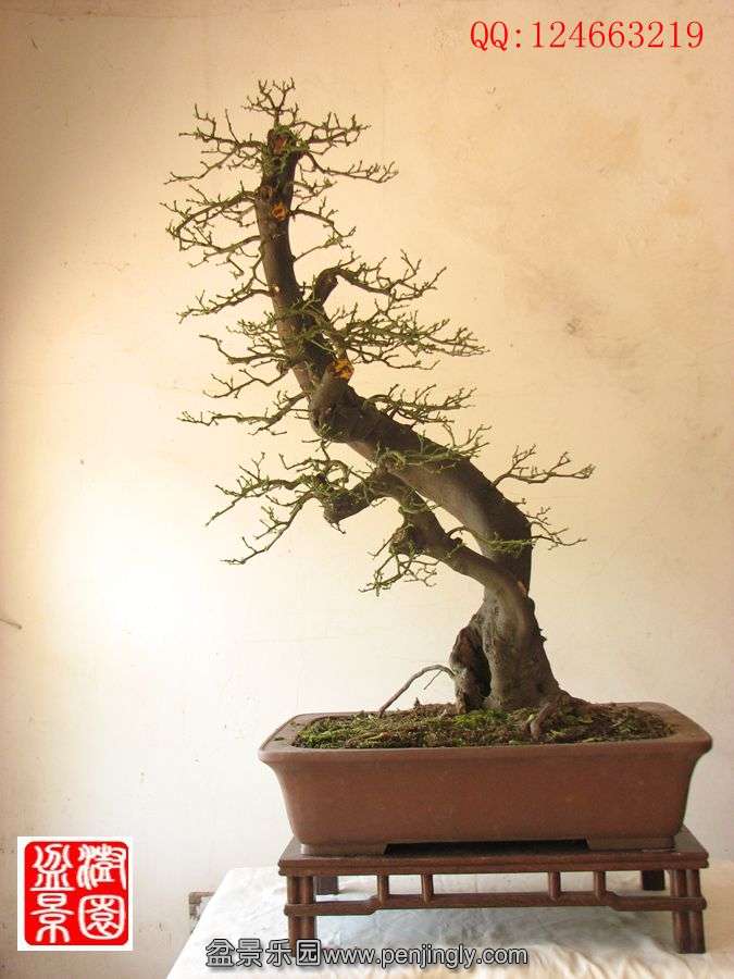 IMG_0439_.jpg
