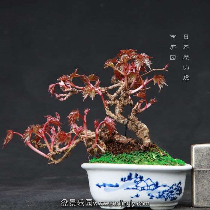 bonsai150415B01.jpg