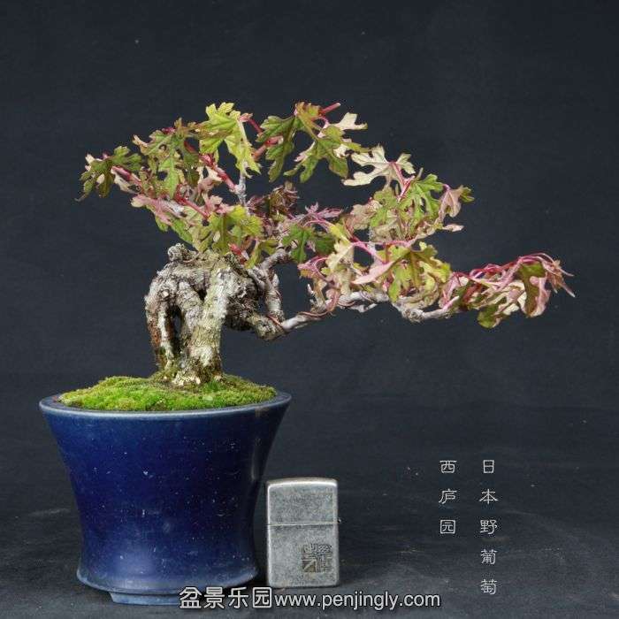 bonsai150415B16.jpg