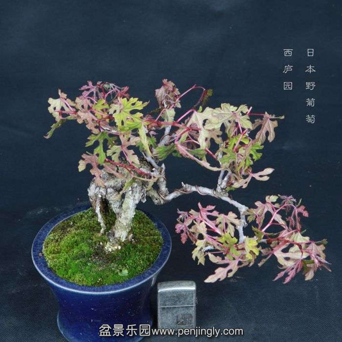 bonsai150415B17.jpg