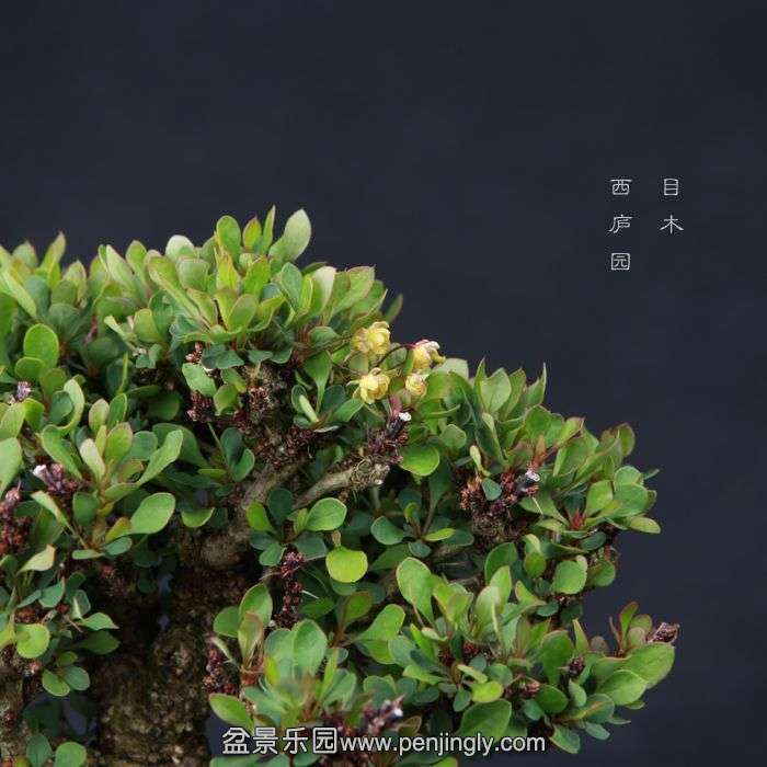 bonsai150415B21.jpg