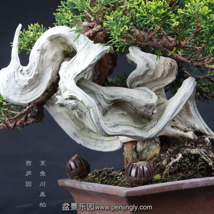 bonsai150415B28.jpg