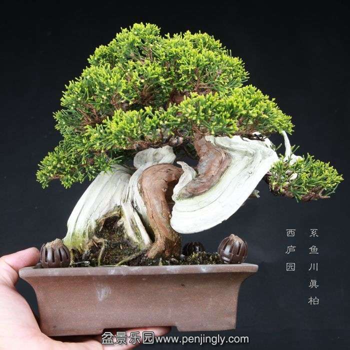bonsai150415B30.jpg
