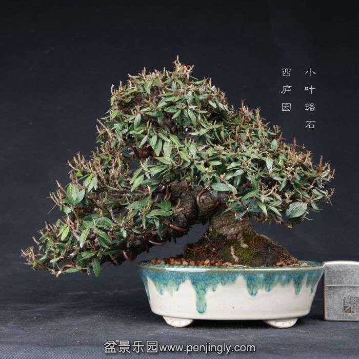 bonsai150415B31.jpg