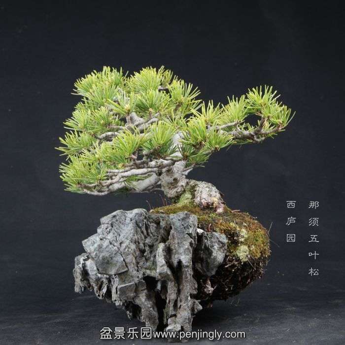 bonsai150415B36.jpg