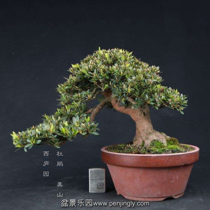 bonsai150415B39.jpg
