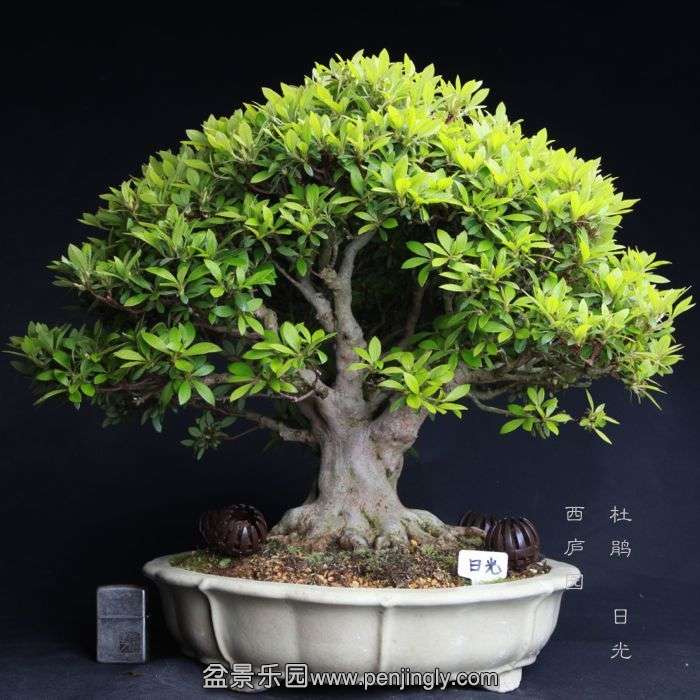 bonsai150415B47.jpg