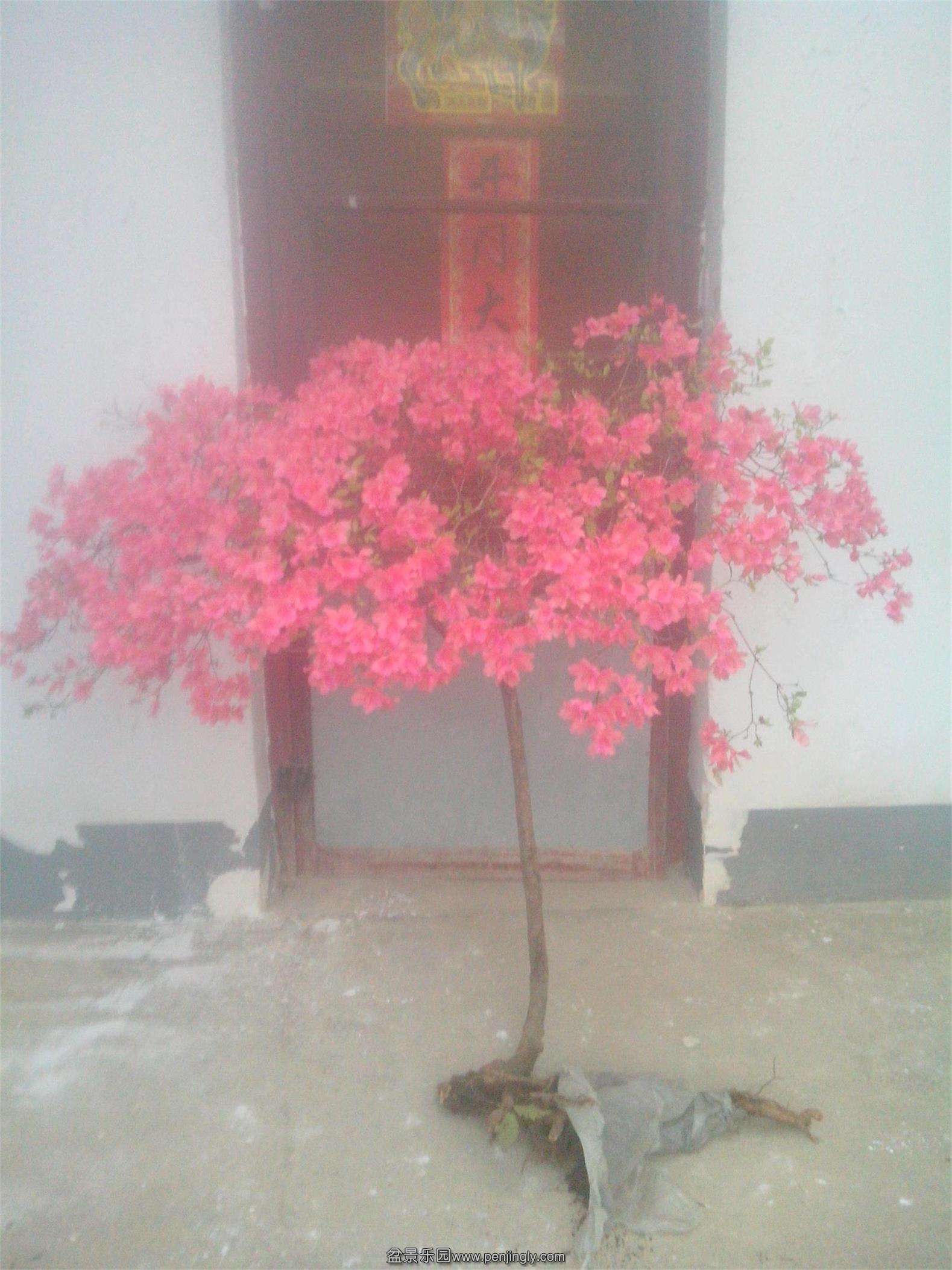 IMG20150415006.jpg