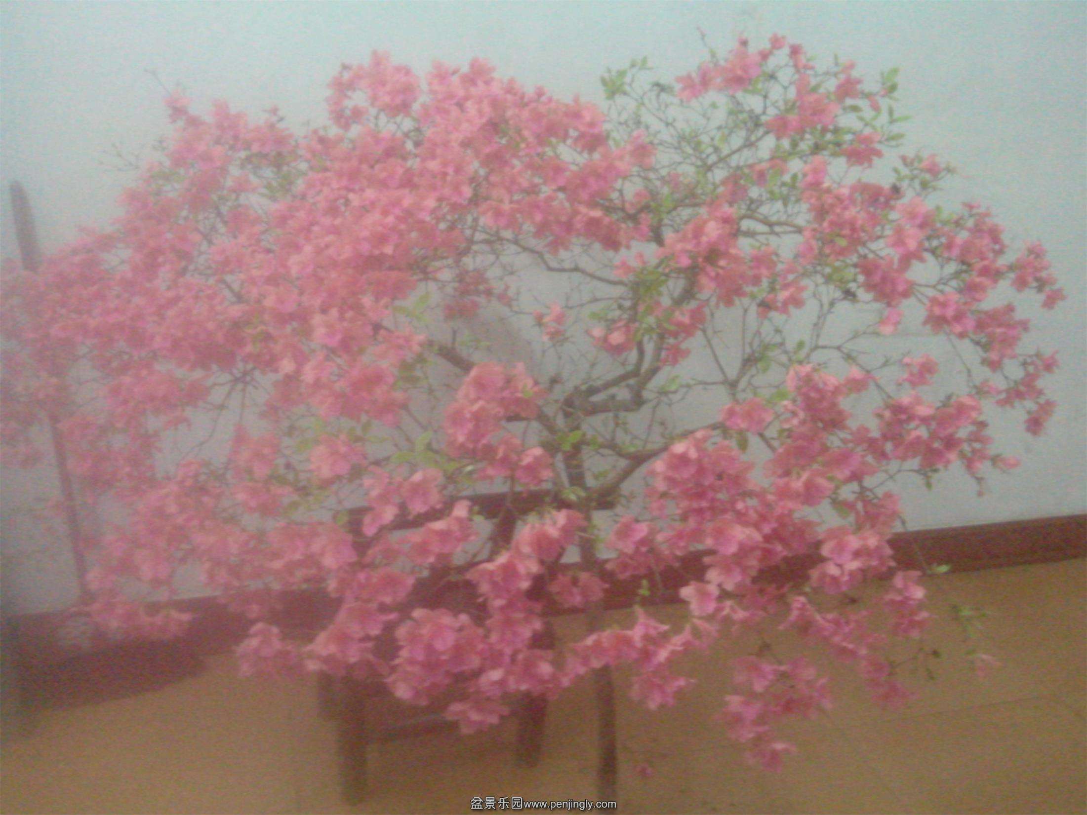 IMG20150415008.jpg