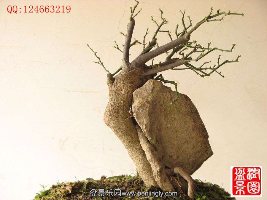 IMG_0515__.jpg
