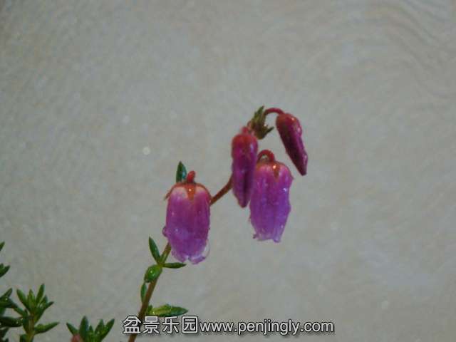 DSC00616.JPG