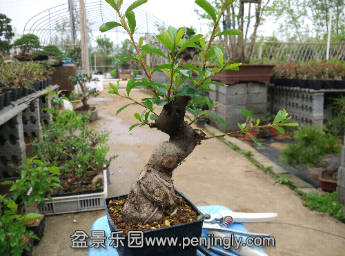 IMG_20150418_151500.jpg