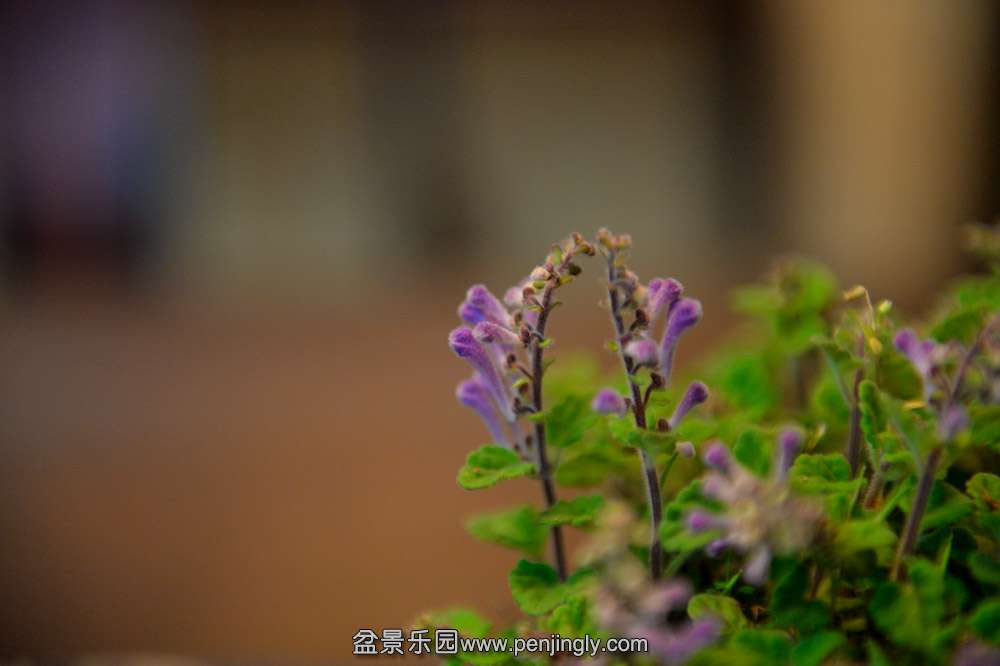 DSC_0626.jpg