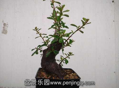 IMG_20150419_145446.jpg