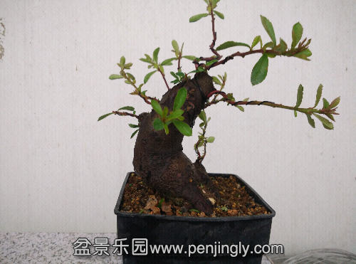 IMG_20150419_152427.jpg