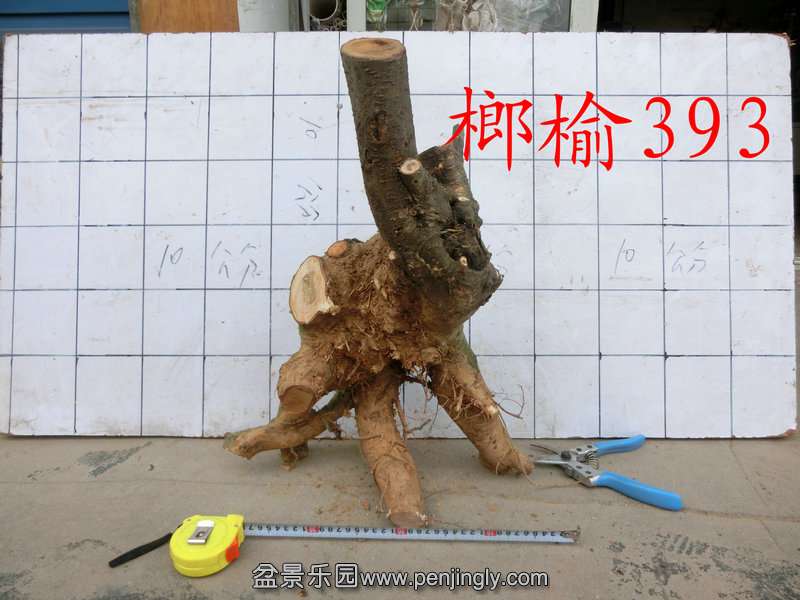 CIMG0947.JPG