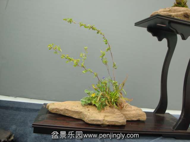 DSC00685.JPG