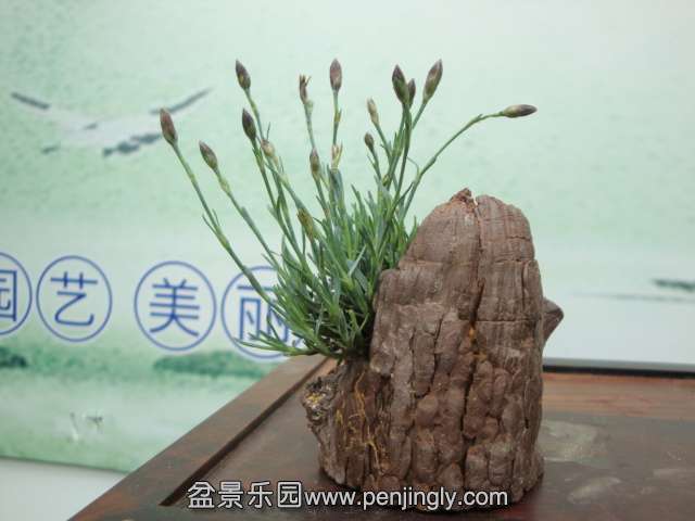 DSC00688.JPG