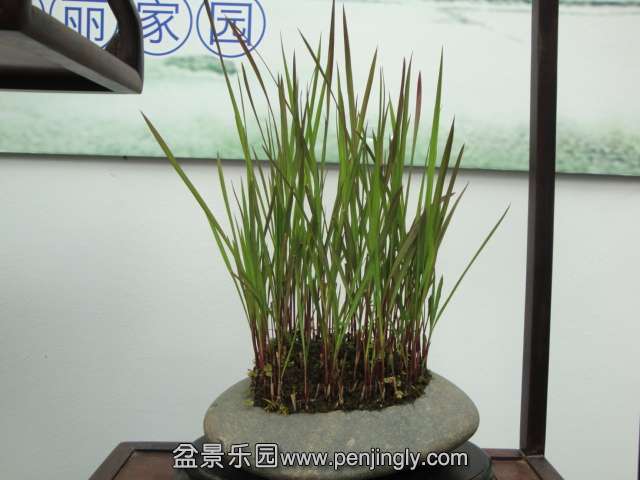 DSC00689.JPG