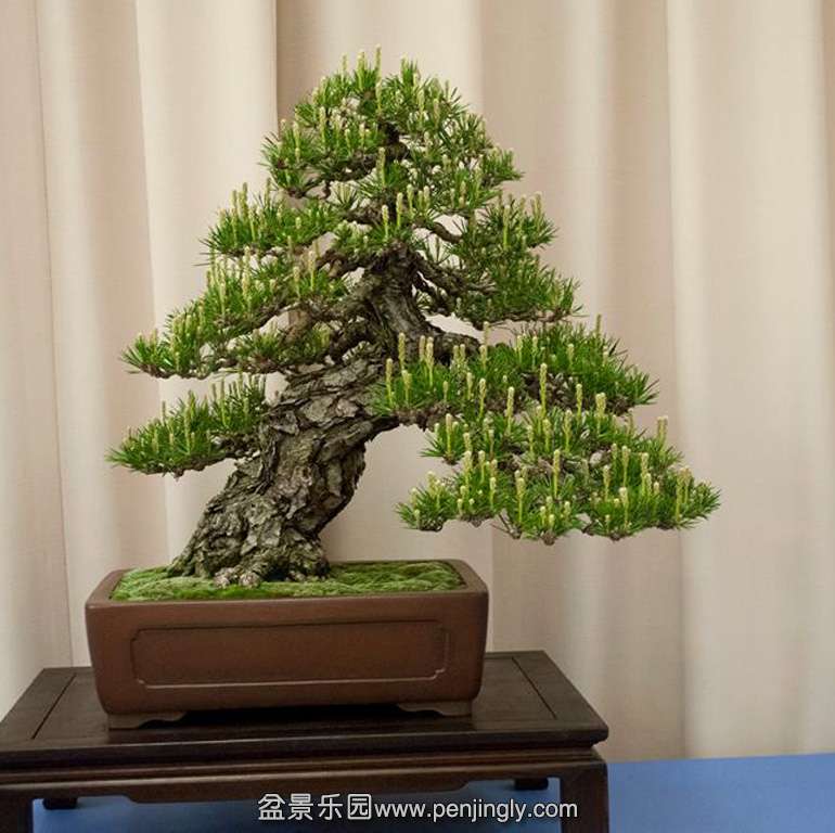 statepine.jpg