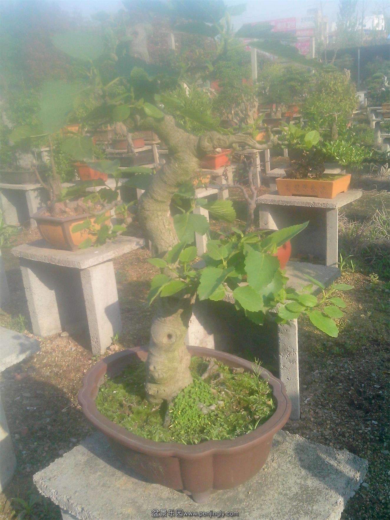 IMG20150421022.jpg