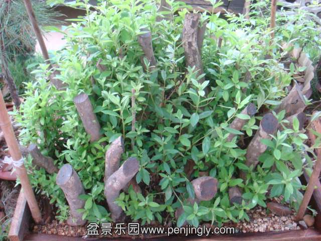 DSC03135.JPG