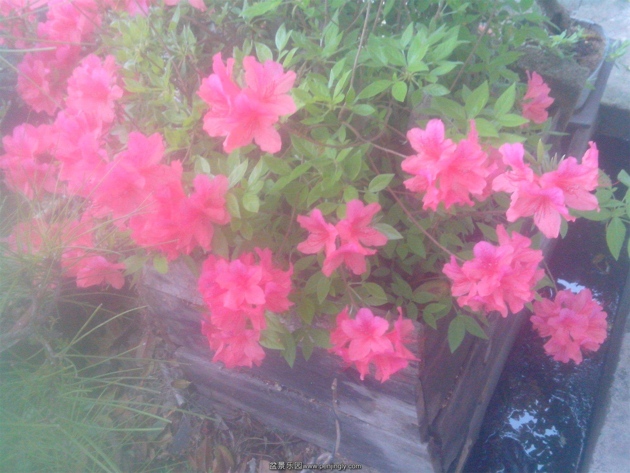 IMG20150404002.jpg