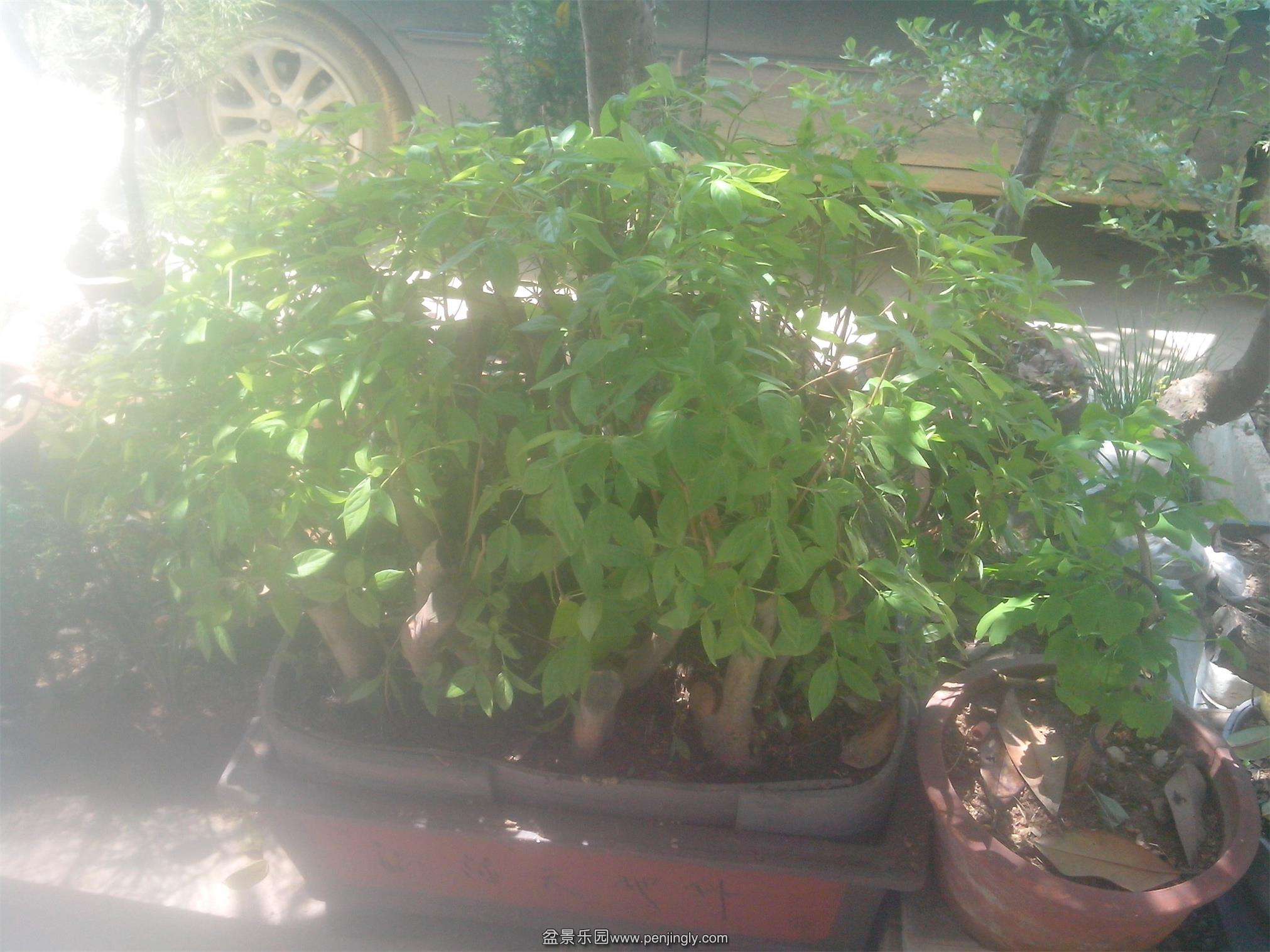IMG20150422003.jpg