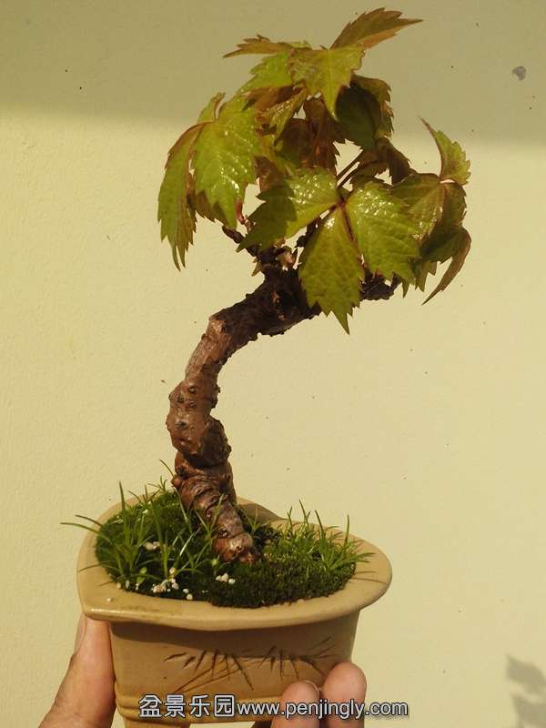 IMG_20150411_150223 - .JPG