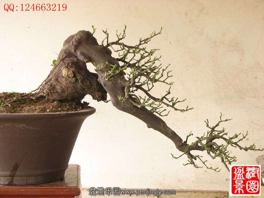 IMG_0571__.jpg