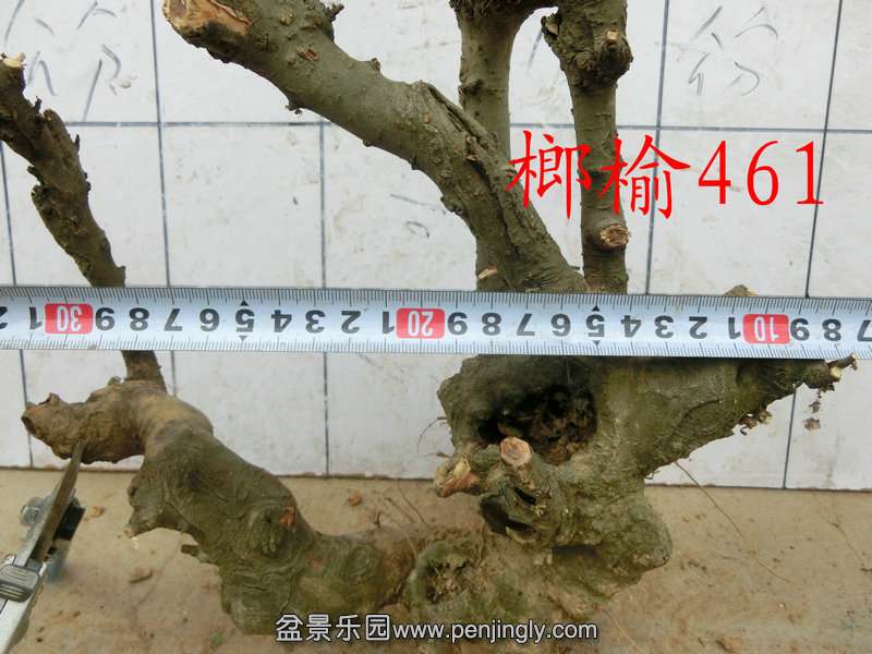 CIMG1326.JPG