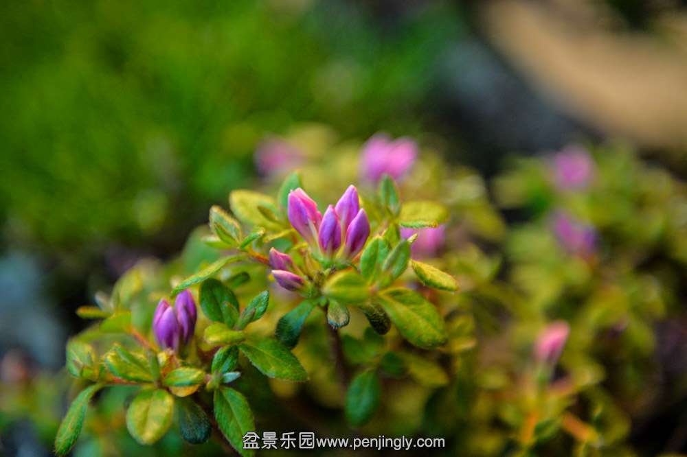 ��ʯ����ˮ�� (6).jpg