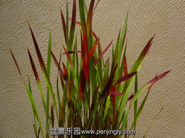 DSC00733.JPG