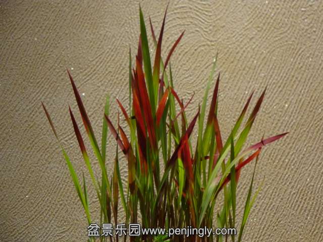 DSC00737.JPG