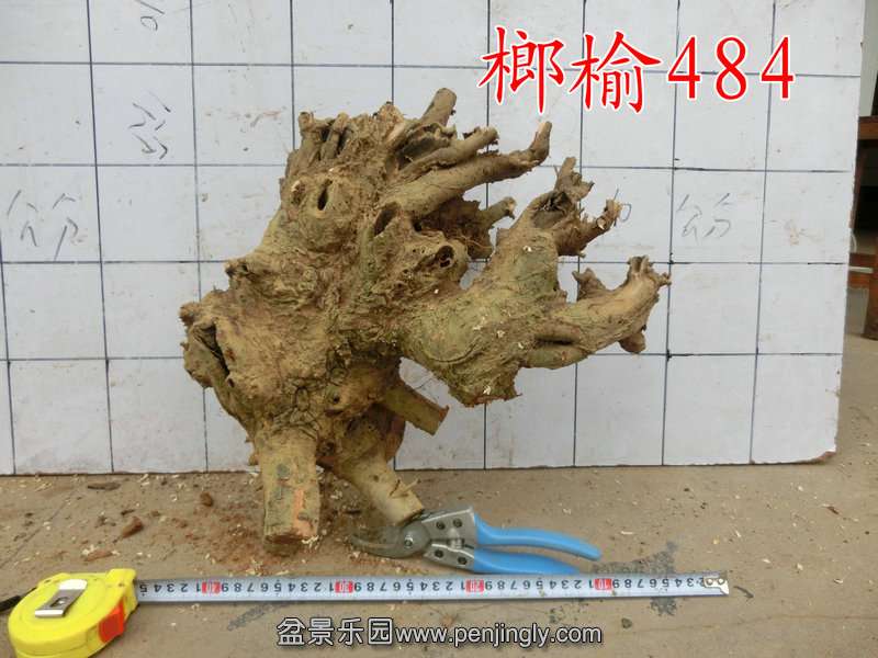 CIMG1526.JPG