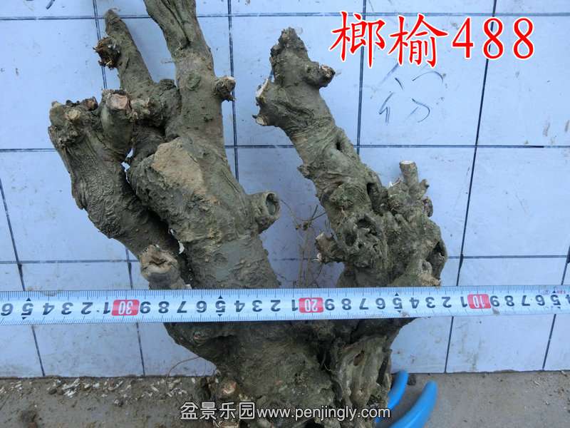 CIMG1539.JPG