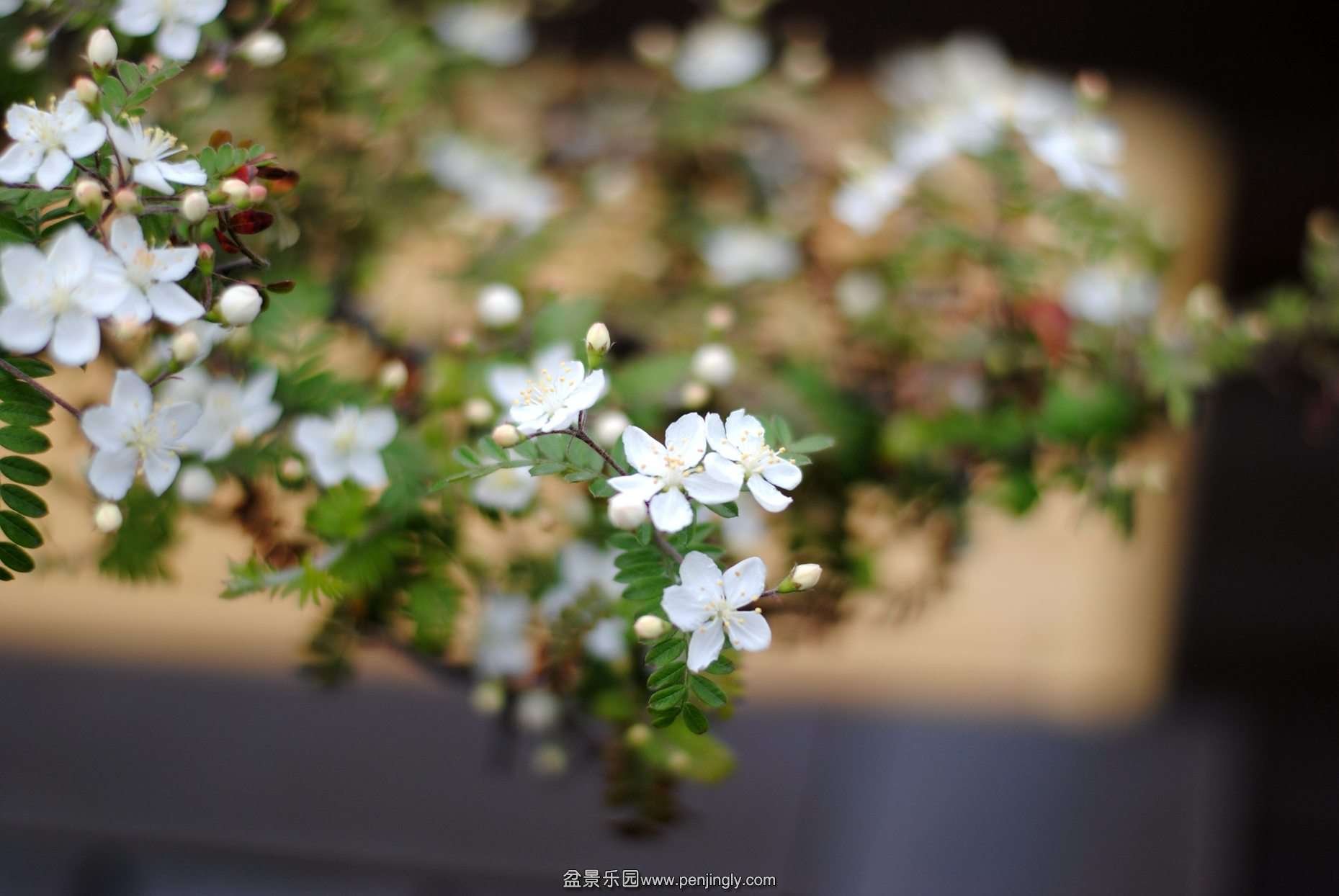 DSC_1583.JPG