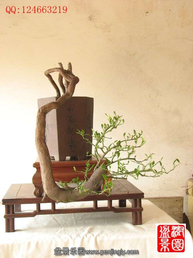 IMG_0577__.jpg