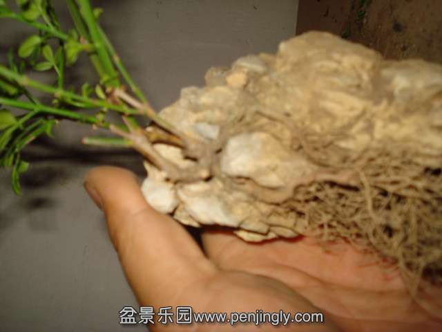 DSC00102_.jpg