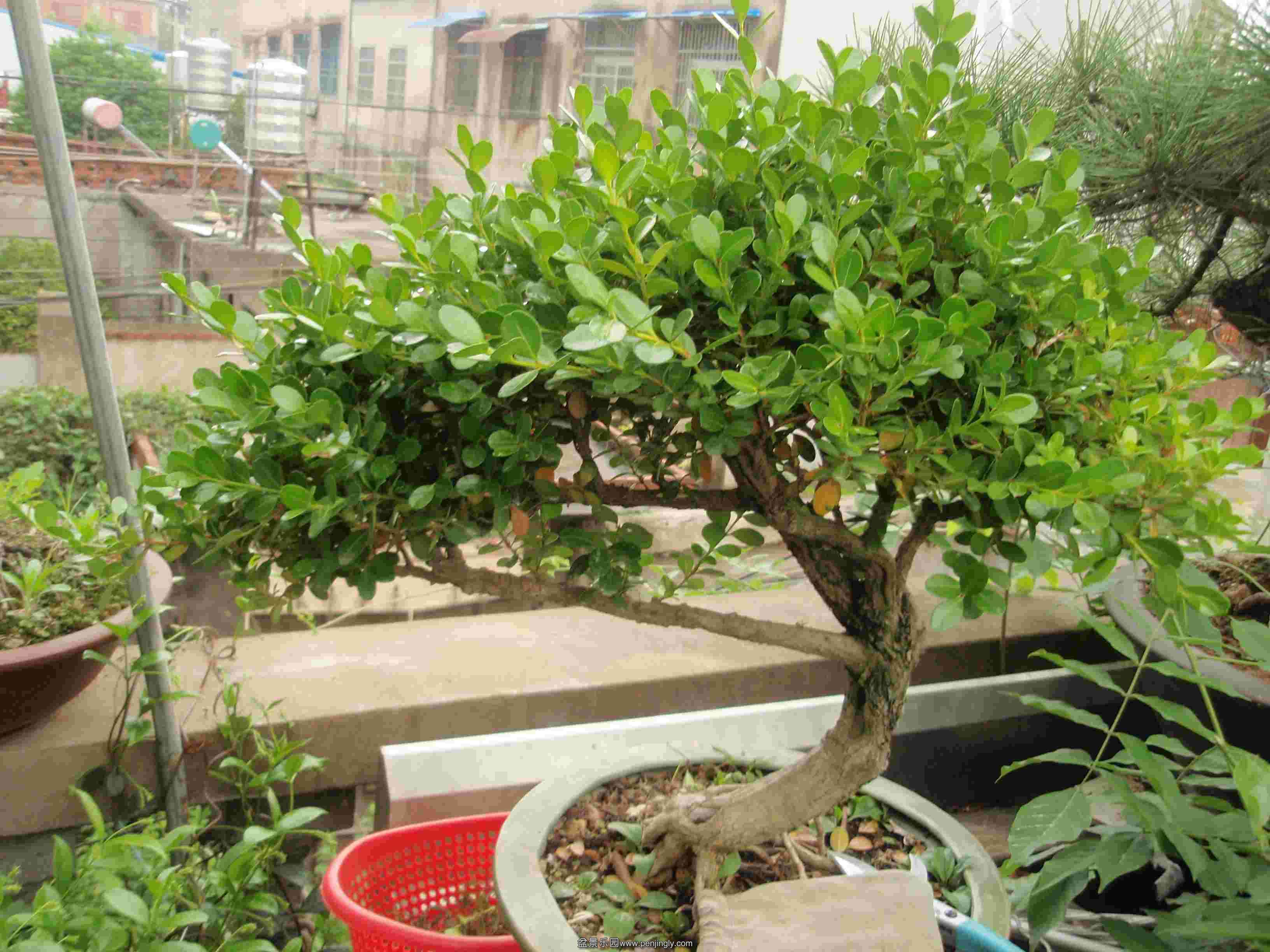 P1010036.JPG