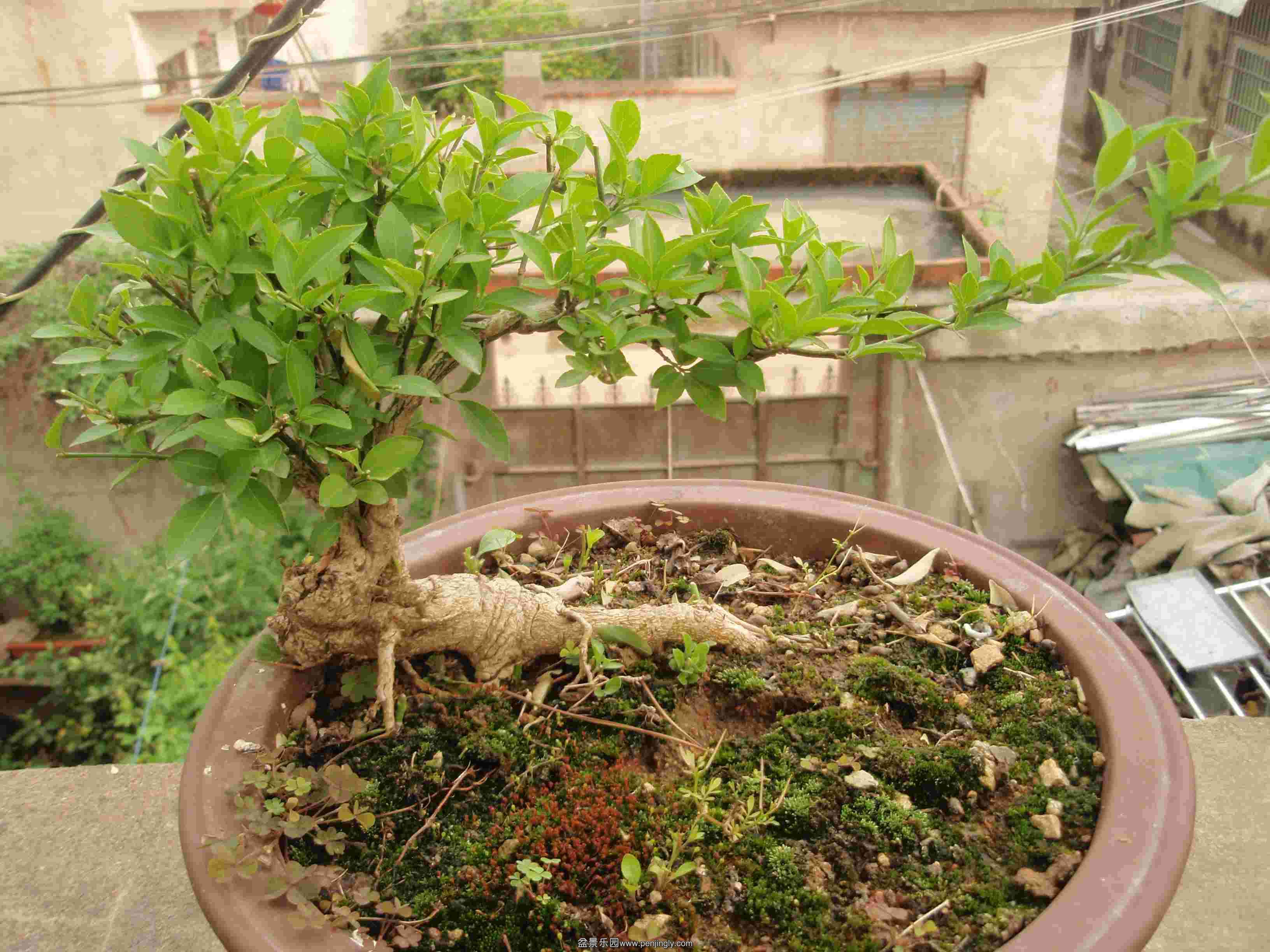 P1010043.JPG