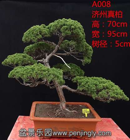 A008.jpg