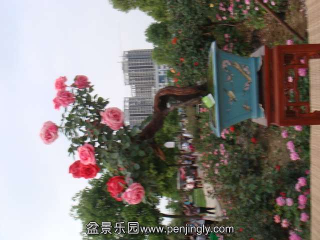 DSC09529.JPG