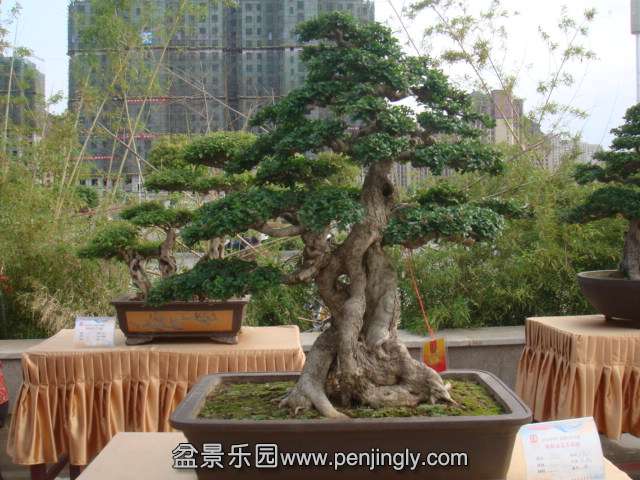 DSC09565.JPG