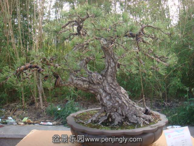 DSC09590.JPG