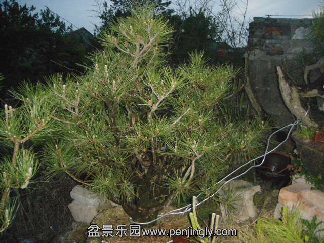 DSC00790.JPG